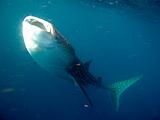 Djibouti - Whale Shark in the Gulf of Aden - 12